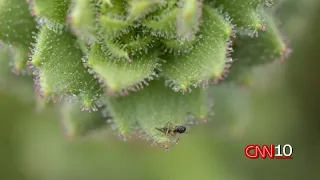 How an insect-eating plant is proving Charles Darwin right 150 years later