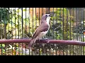 Download Lagu Suara pancingan ini bikin burung remetuk laut atau siur bahan cepat bunyi