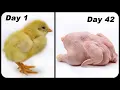 Raising Cornish Cross Chickens For Meat Chicks to Butcher - The Entire Process Shawn Woods