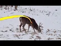 Download Lagu 11 Shots in 11 Minutes! 2021 Bowhunting Shot Compilation Pt. 2