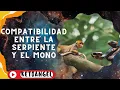 Can the Snake and the Monkey Find Harmony Discover Their Compatibility
