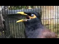 Lagu Common Myna Alarm Call