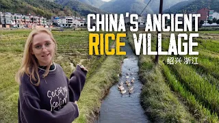 稻米的秘密：走进绍兴古村落