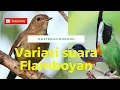 Burung Flamboyan | Suara variasi burung flamboyan untuk masteran cucak ijo dan murai batu