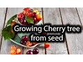 Starting Cherry tree from seed Simple Easy Fast way ever