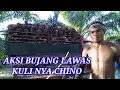 Download Lagu KULI NYA CHINO || PEKERJA SAWIT MALAYSIA || AKSI BUJANG LAWAS