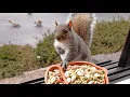 Squirrels at the window - January 2026