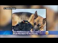 Ben Roethlisberger Welcomes 7 More Members To His Family And They Are Adorable