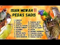 Download Lagu 🔴 TEMBAKAN SADIS ‼️MASTERAN MURAI BATU PASTI GACOR EMOSI NAIK