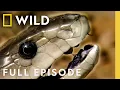 Download Lagu In Cold Blood (Full Episode) | World's Deadliest Compilation | Nat Geo Animals