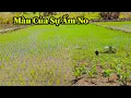 Download Lagu Quang Dũng || Chúng Tôi Biết Ơn Người Việt Vì Đã Giúp Chúng Tôi Biến Vùng Lau Sậy Thành Đồng Lúa