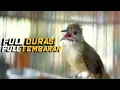 Download Lagu Masteran Kapas Tembak FULL TEMBAKAN | Tembakan KERAS panjang \u0026 Pancing Gacor Nonstop