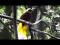 Download Lagu Menyelamatkan burung cendrawasih Indonesia satu desa pada satu waktu