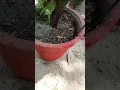 Download Lagu HOW SHIFT BIG SIZE PLANT FROM SMALLER POT to LARGER POT