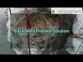 Black mold problem - solution in oyster mushroom bags Black fungus problem In mushroom farm