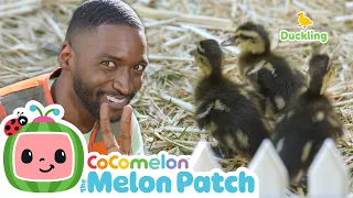 Count the Fluffy Ducklings! 🦆 | Farm Animal Fun for Kids | CoComelon Melon Patch | Kids Activities