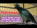 Download Lagu Cucak Keling Gacor Merangsang  Keling Lain Ikutan Gacor Ditambah Teleerr