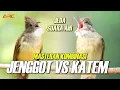 Download Lagu MASTERAN CUCAK JENGGOT VS KAPAS TEMBAK