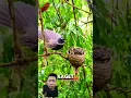 Download Lagu burung kipas meloloh anaknya drngan serangga #kipaschannel #birds #feedshorts #shortsviral #burung