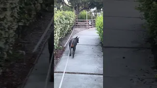 #fyp #dream #youtube #doberman #pets