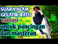 suara ALAM gelatik batu+TERAPI gelatik macet bunyi
