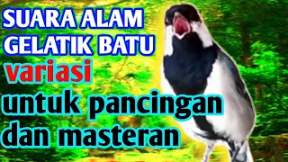suara alam gelatik batu terapi gelatik macet bunyi