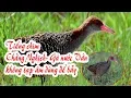 Download Lagu Tiếng chim Chằng Nghịch, gà vằn nước âm thanh chuẩn không tạp âm dùng để bẫy