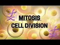 This Is How Your Body Stays Alive Mitosis Explained