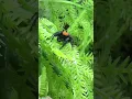 My orange and black jumping spider