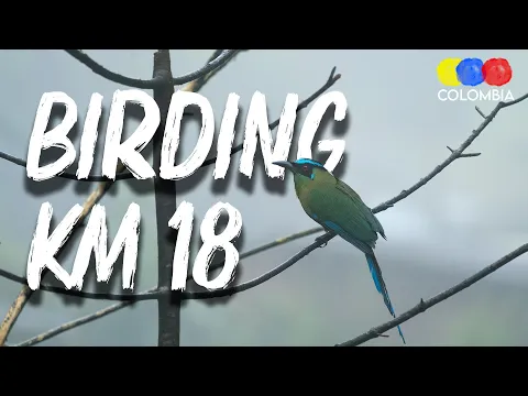 Birding in KM18 Near Cali | Species & Hotspots