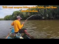 Download Lagu Umpan hidup sudah habis,,ini yang saya lakukan ,,!!!??,, #mancing