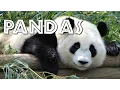 Download Lagu All About Pandas for Kids - FreeSchool