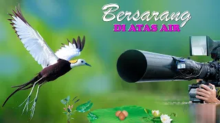 proses rekam burung k4win bertelur menetas di atas air