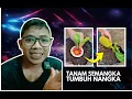 Download Lagu v5 ANEH TAPI NYATA BENIH BUAH NANGKA DARI BUAH SEMANGKA