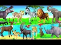 African Animals Lion Elephant Leopard Giraffe Zebra Rhino Hippo Antelope Jackal 13+