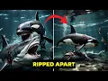 Download Lagu Orcas Hunt Great White Shark – Ferocious Attack!