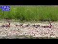 Download Lagu Wildlife #duckling #nature #wildlife #outdoors
