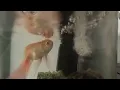 Download Lagu My daughter's Fish Highlight 9:48 - 14:48 from LS with Frigit