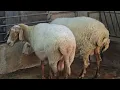 Download Lagu https://vt.tiktok.com/ZSAJkT8my/