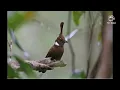 Download Lagu Suara cililin jernih untuk masteran burung murai batu
