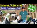 Kambing Harga 550 Ribuan Dapat Bonus 1 Ekor, Masih Dapat Gratis Ongkir, Cuma Di Lapak Ini Yang Ada 