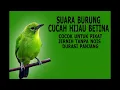 Download Lagu suara pikat cucak ijo Betina nangil jantan dijamin jantan pasti langsung datang