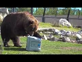Lifetime Cooler 55Quart Bear Test