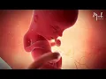 13 Weeks of Pregnancy in
