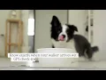 Wake Forest NC Dog Walking Service GPS Tracking Plans For All Breeds Energy Levels