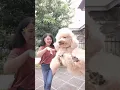 Download Lagu issu doi #goyangsantuy #doglover