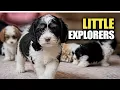 What Is Hazel s Litter of Cavapoo s Up To Today