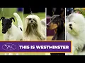 Best in Show Winners Highlights Westminster Dog Show 2026
