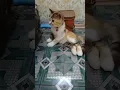 lucu #dj #lagu #cover #djremix #cat #kucingbelangtiga #kitten