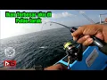 Download Lagu IKAN TERBESAR AKU di Pulau Jarak || Trip Slow Jigging with Tekong Paksu